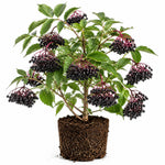 Elderberry Live Plant 4-8'' Tall, Live Black Elderberry Tree Seedling, Edible Berry Bush for Planting, No Pot
