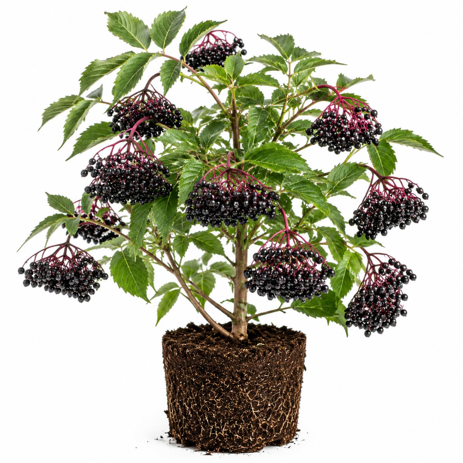 Elderberry Live Plant 4-8'' Tall, Live Black Elderberry Tree Seedling, Edible Berry Bush for Planting, No Pot