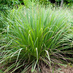 10 Lemon Grass Live Plants for Outside, Trim Back 6-10" Tall Lemongrass Plant, Outdoor Planting Herb