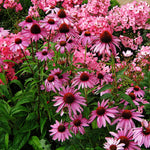 Set 3 of Purple Echinacea Coneflower Plants Roots, 4 to 5 Inc Tall, Echinacea Plants Live, Coneflower Plant for Gardening Outdoor and Indoor Growing
