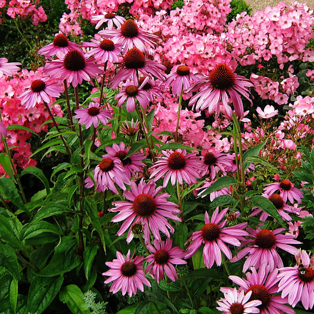 Set 3 of Purple Echinacea Coneflower Plants Roots, 4 to 5 Inc Tall, Echinacea Plants Live, Coneflower Plant for Gardening Outdoor and Indoor Growing
