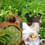 2 Stevia Live Plants, Stevia Plant Live, Herb Plant Indoor, Stevia Starter Plants