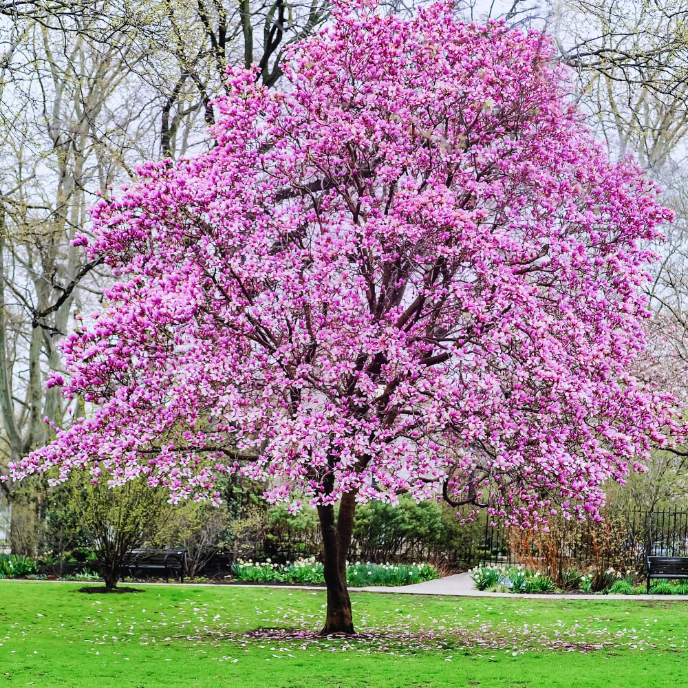 Ann Magnolia Plant Live, 5 to 7 Inches Tall, Magnolia Tree Live Plant for Gardening Shrub Plant