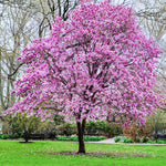Magnolia Tree Live Plant, Ann Magnolia Plant Live, 5 to 8 Inches, Tropical Shrub Plants, 2.5 Inc Pot