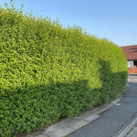 Large 10 North Privet Hedge Trees Live Plants Shrubs, 12-18" Dormant and Bare Roots, Ligustrum Plants, Privacy Hedges