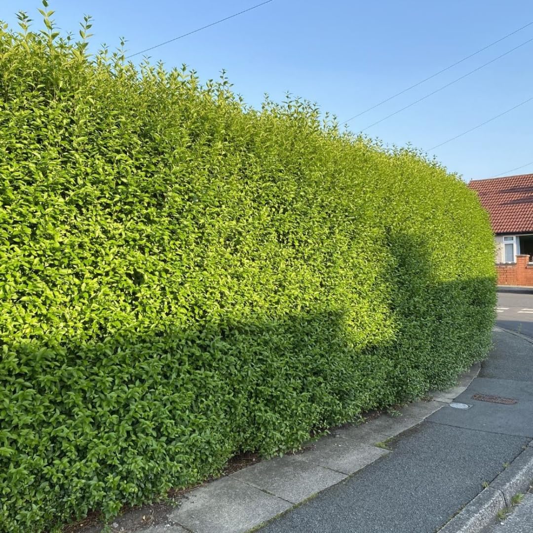 Large 10 North Privet Hedge Trees Live Plants Shrubs, 12-18" Dormant and Bare Roots, Ligustrum Plants, Privacy Hedges