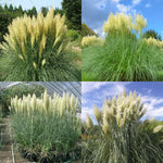 2 Pampas Grass Live Plants, White Pampas Grass Plants Live, Ornamental Grasses Live Plants Perennial Outdoor Garden, 5 to 8Inc Long