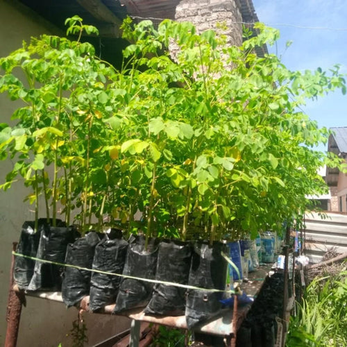 1 Pot 2 Live Moringa Oleifera Trees Live Plants, 11 Months Old 12-15" Malunggay Plants Drumstick Horseradish Trees Herb for Planting, No CA