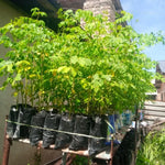 2PPP Moringa Oleifera Plants Live Tree in 4 Inc Pot, Drumstick Horseradish Herb Malunggay 12-18 Inc Tall Deciduous Planting Outdoor, No CA