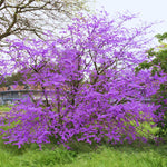 02 Purple Eastern Redbud Trees for Planting, 7 to 15 Inc Tall, Red Bud Trees Live Plants, Zones 4 to 9