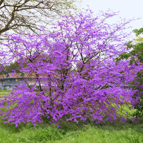 02 Purple Eastern Redbud Trees for Planting, 7 to 15 Inc Tall, Red Bud Trees Live Plants, Zones 4 to 9