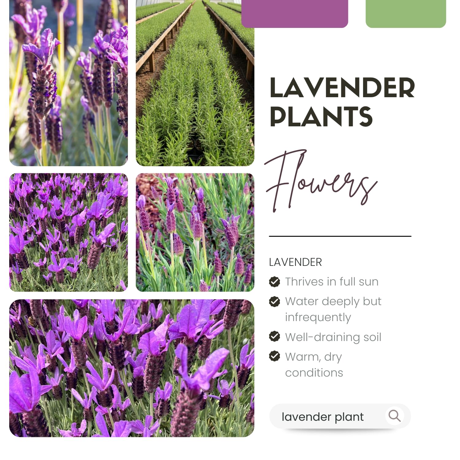 2 Lavender Plants Live Indoor, Lavandula Trees Live Plants for Planting, Fragrant Flowers Perennial, 4-6" Height Plugs (Spanish Lavender Plants)