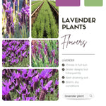 Pack 2 Lavender Plants Live Indoor, Lavandula Trees Live Plants for Planting, Fragrant Flowers Perennial, Plugs 4-7" Tall Well-Rooted (Spanish Lavender)