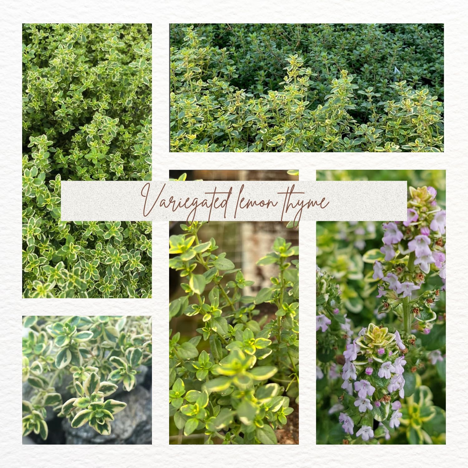 2 Variegated Lemon Thyme Plant Live, 4-6 Inches Tall, Lemon Thyme for Indoor Outdoor Garden