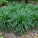Set of 2 Mondo Grass Live Plant 4-6 Inches Tall, Ornamental Grass Live Plants, Low Maintenance, Ideal for Outdoor Gardening