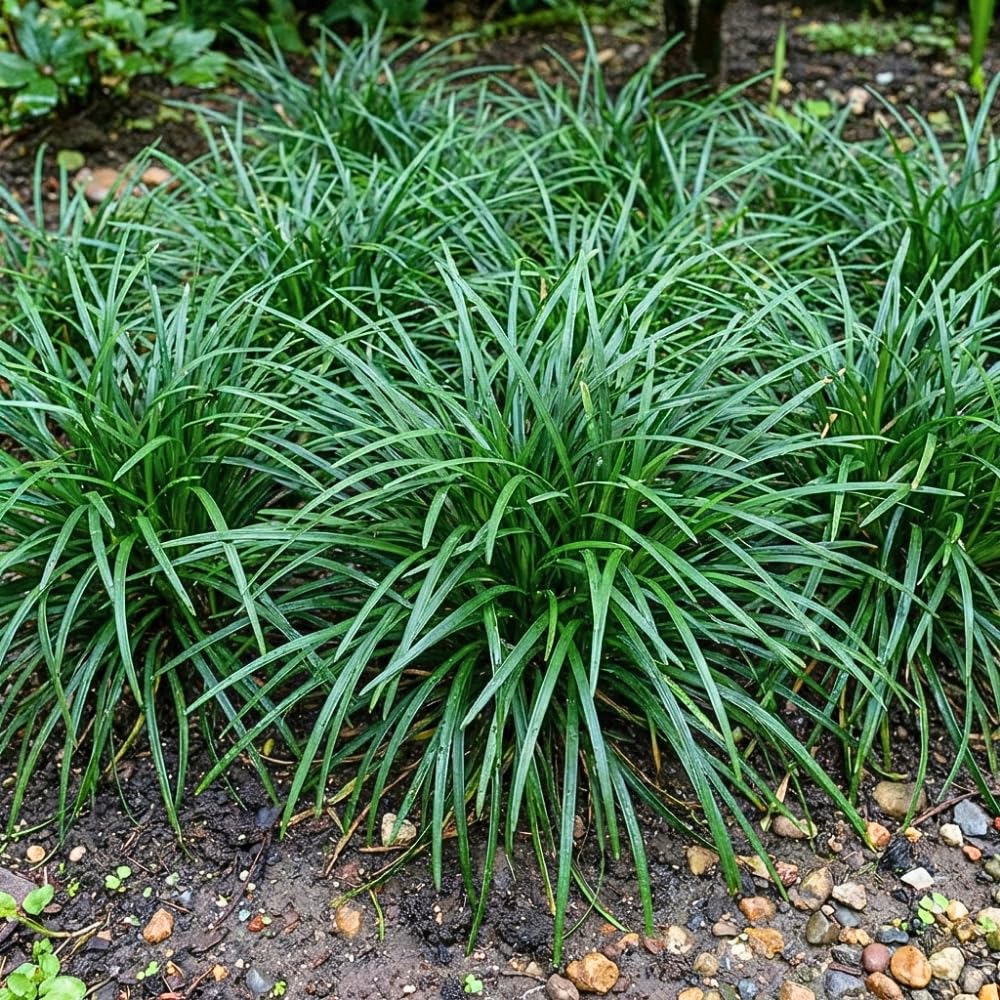 Set of 2 Mondo Grass Live Plant 4-6 Inches Tall, Ornamental Grass Live Plants, Low Maintenance, Ideal for Outdoor Gardening