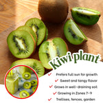 Female Kiwi Plants Live, Cold-Hardy Kiwi Berry Vines, Sweet Edible Well-Rooted 6-8 Inches, Fruit Trees Vines for Garden or Trellis