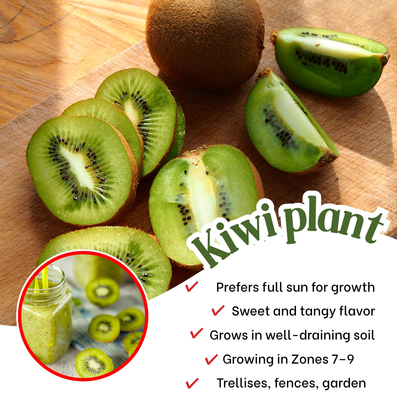 Female Kiwi Plants Live, Cold-Hardy Kiwi Berry Vines, Sweet Edible Well-Rooted 6-8 Inches, Fruit Trees Vines for Garden or Trellis