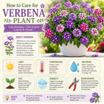 2 Dark Purple Verbena Live Plants, Trailing Verbena Plants for Planting Outdoor, Perennial Ground Cover Flowers 4-7 Inches
