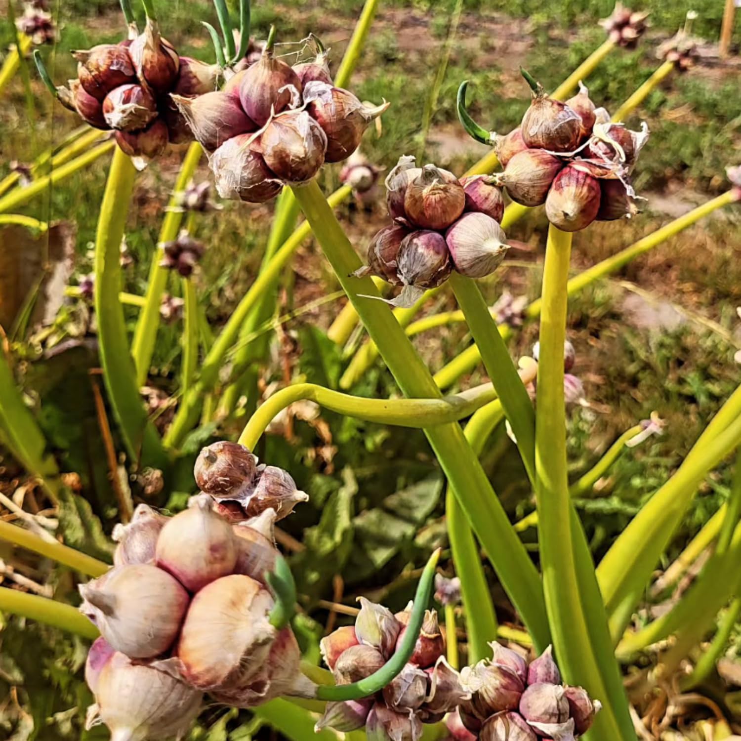 30 Egyptian Walking Onions Bulbs, Egyptian Walking Onions Bulbs for Planting Outdoors Indoors, Heirloom Onions Bulbs