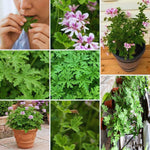 2 Live Citronella Plants, Citronella Plants Live for Garden, 4 to 6 Inches Tall, Citronella Live Plants