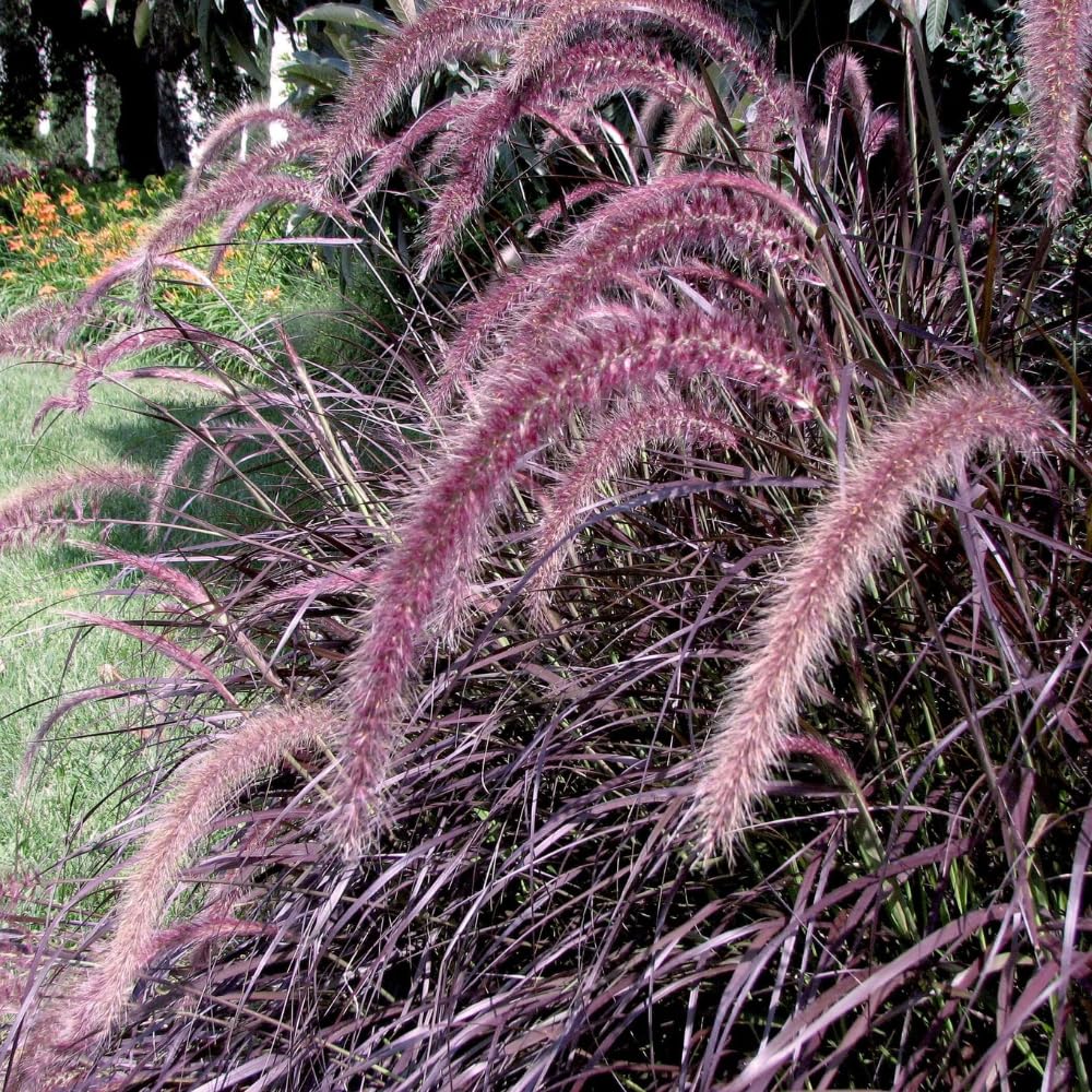Pack 2 Fountain Grass Plants Live, Ornamental Grasses Live Plants Perennial Potted Plants Ready to Grow, 5-9 Inch Height (Red Purple Fountain Grass)