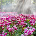 Pink Cyclamen Plant Live, Flowering Houseplant, 4" Pot