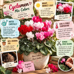 Random Cyclamen Plant Live, Flowering Houseplant, 4" Pot