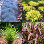 4 Assorted Grasses Ornamental Live Plants Seedlings Well-Rooted, Size 5 to 9" Perennial Hardy Ornamental Grass Plants, Mixed Colors (Mixed 4 Random Grasses - 2)