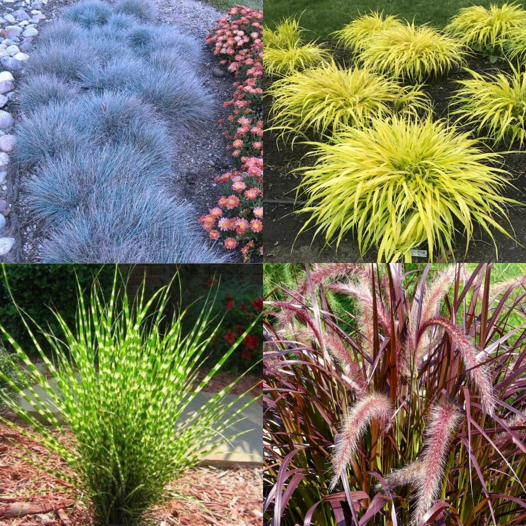 4 Assorted Grasses Ornamental Live Plants Seedlings Well-Rooted, Size 5 to 9" Perennial Hardy Ornamental Grass Plants, Mixed Colors (Mixed 4 Random Grasses - 2)