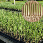 Set 4 Lemongrass Plants, 10 Inc Tall Lemon Grass Live Plants in Pot, Live Lemon Grass, Lemon Grass Plants, Live Lemongrass Plant for Indoor Outdoor Planting
