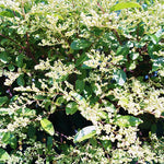 Set of 10 North Privet Hedge Trees Live Plants, Ligustrum Plants Live, Privacy Hedges Plants, 12 to 18 Inc Tall Dormant Gardening