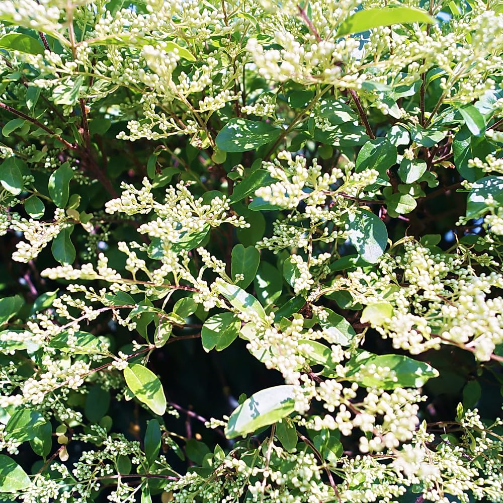 Set of 10 North Privet Hedge Trees Live Plants, Ligustrum Plants Live, Privacy Hedges Plants, 12 to 18 Inc Tall Dormant Gardening