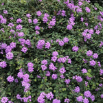 Verbena Live Plants 4 to 8 Inches Tall, Verbena Live Plant, Perennial Flower Trailing Plants for Planting, Well-Rooted Plant (Light Purple)