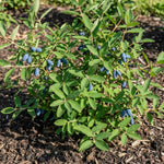 Blue Honeyberry Live Plant, Haskap Honey Berry Plant, 6-8 Inches Tall, Edible Berries for Outdoor Growing