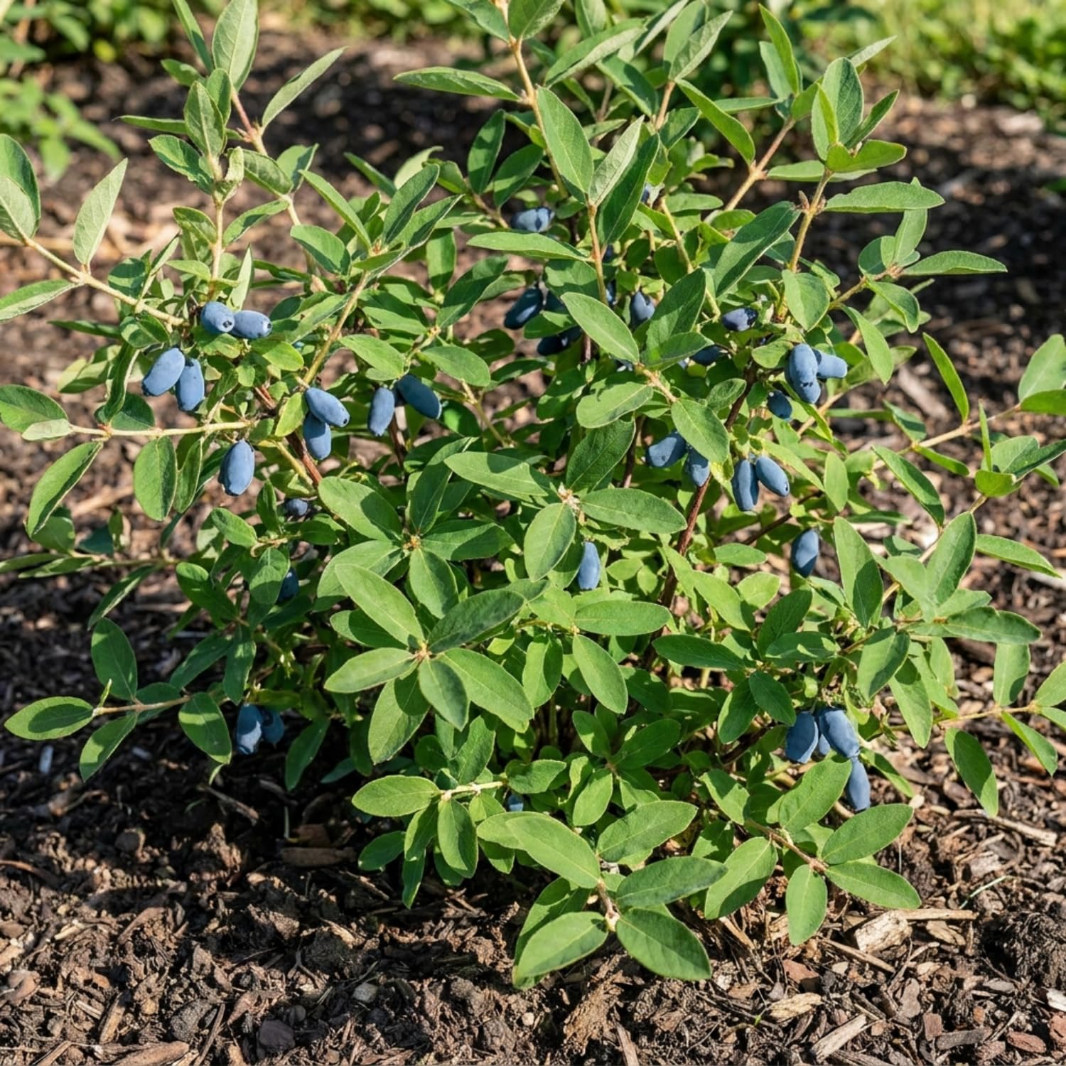 Blue Honeyberry Live Plant, Haskap Honey Berry Plant, 6-8 Inches Tall, Edible Berries for Outdoor Growing