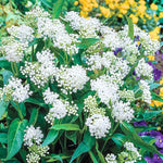 3 White Milkweed Plant Live, Asclepias Tuberosa Butterfly Bush, 4-8"