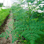 1 to 2 Moringa Plants Live Tree, 6 to 10" Moringa Oleifera Plant, Well Rooted, Cold Hardy, Spring Planting Drumstick Horseradish Tree