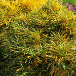 2 Gold Green Croton Plants Live, Live Croton Plant, 4 to 6 Inches Tall, Well Rooted, Croton Live Plant for Garden