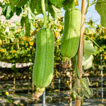 Luffa Plants Live, 2 Plants in 4 Inch Pot, Luffa Gourd Plant, Loofah Plant Live Indoor Outdoor