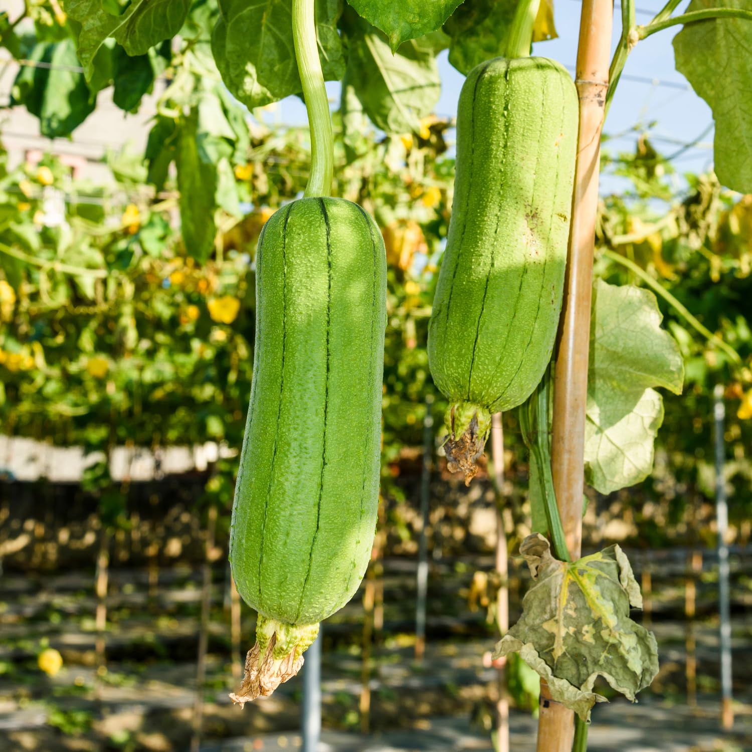 Luffa Plants Live, 2 Plants in 4 Inch Pot, Luffa Gourd Plant, Loofah Plant Live Indoor Outdoor