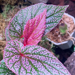 Pink Polka Dot Maculata Angel Wing Begonia Plants Live, Rare Begonias Indoor Growing, Hanging Basket, Starter 5 to 9 Inc Tall
