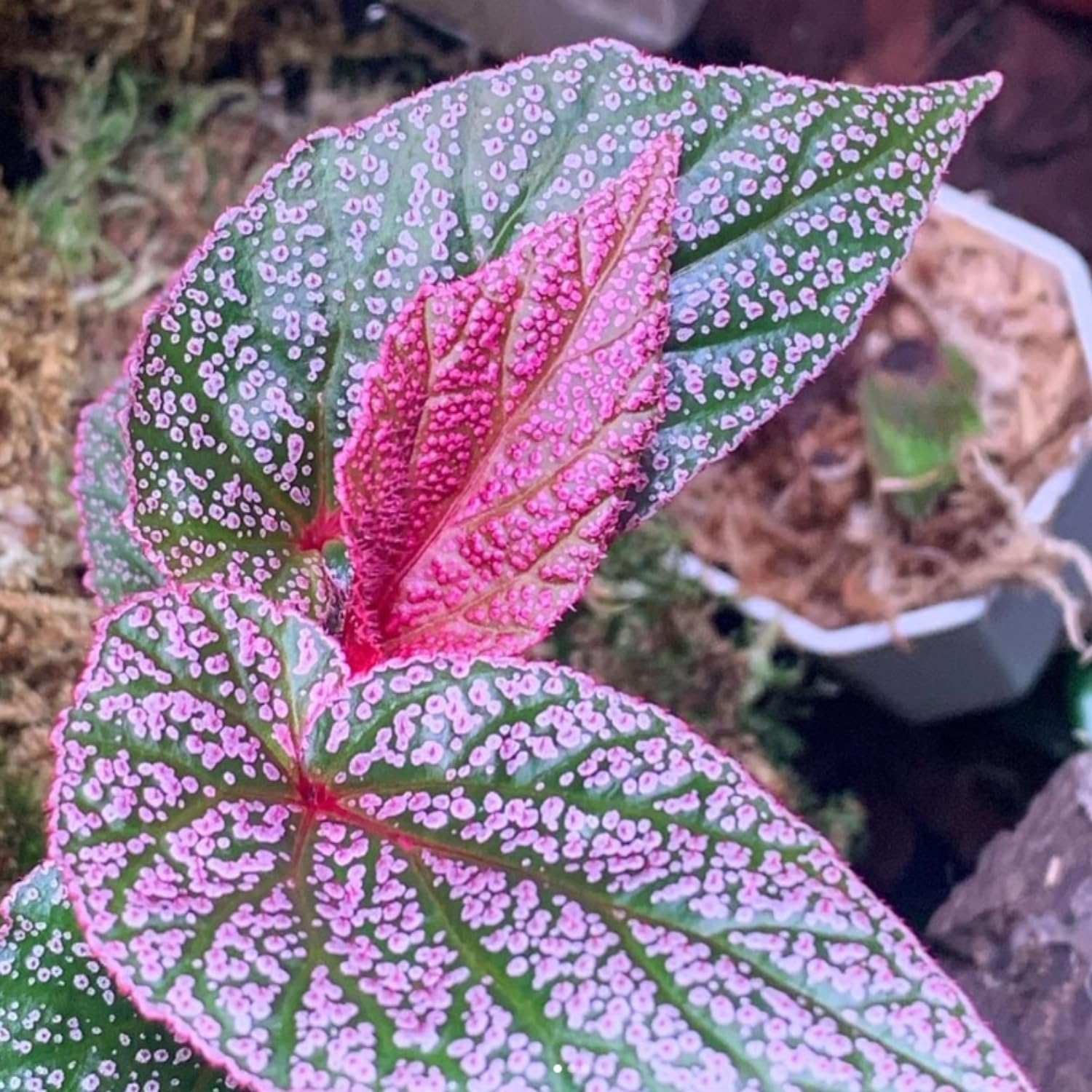 Pink Polka Dot Maculata Angel Wing Begonia Plants Live, Rare Begonias Indoor Growing, Hanging Basket, Starter 5 to 9 Inc Tall