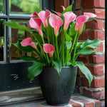 Pack 3 Pink Calla Lily Bulbs - Calla Lily Flowering Bulbs for Garden and Containers, Easy to Grow Summer Blooms