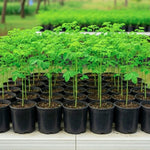 2 Pots Moringa Oleifera Live Trees Plants, 6-10" Tall, Drumstick Horseradish Malunggay Trees Herb, Zones 9-11, 8 Months Old Seedling Tree
