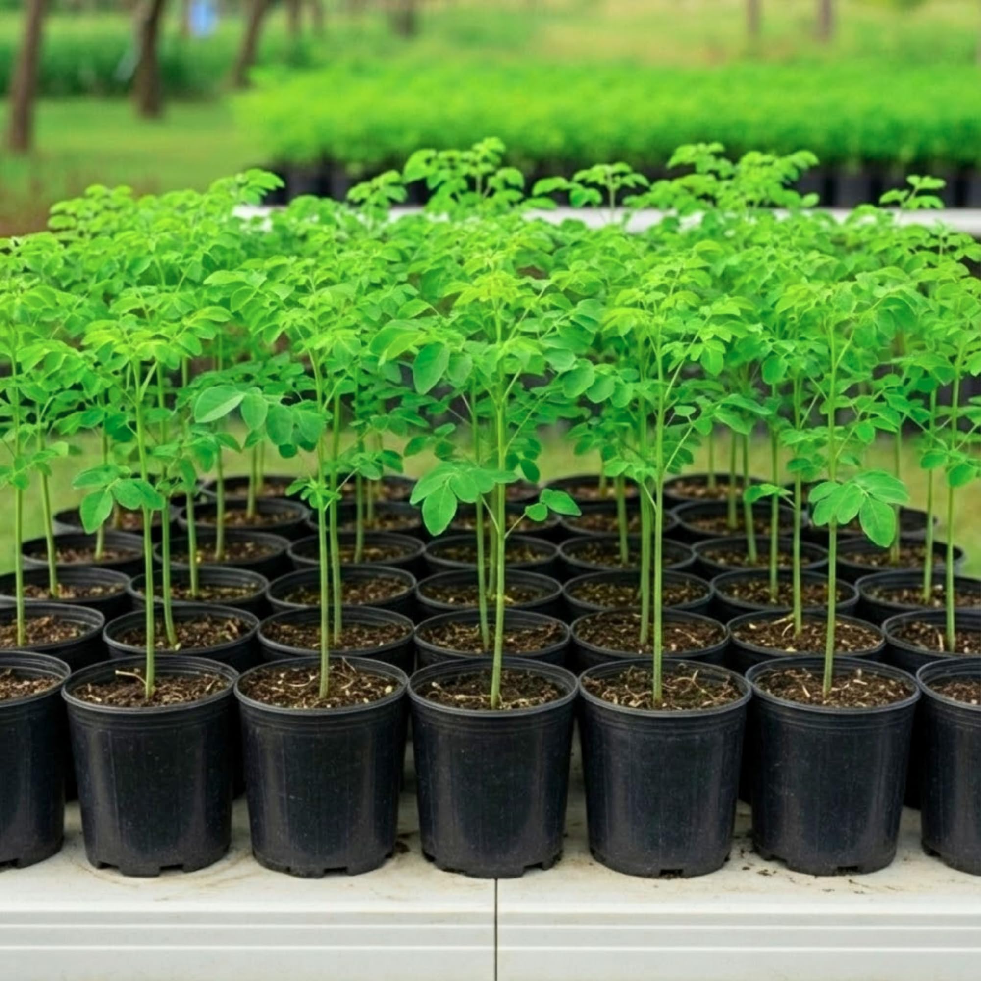 2 Pots Moringa Oleifera Live Trees Plants, 6-10" Tall, Drumstick Horseradish Malunggay Trees Herb, Zones 9-11, 8 Months Old Seedling Tree
