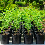 Live Malunggay Moringa Plants in One Pot for Planting, Oleifera Drumstick Horseradish Plants Live, 6 to 8 Inc Tall, Well-Rooted