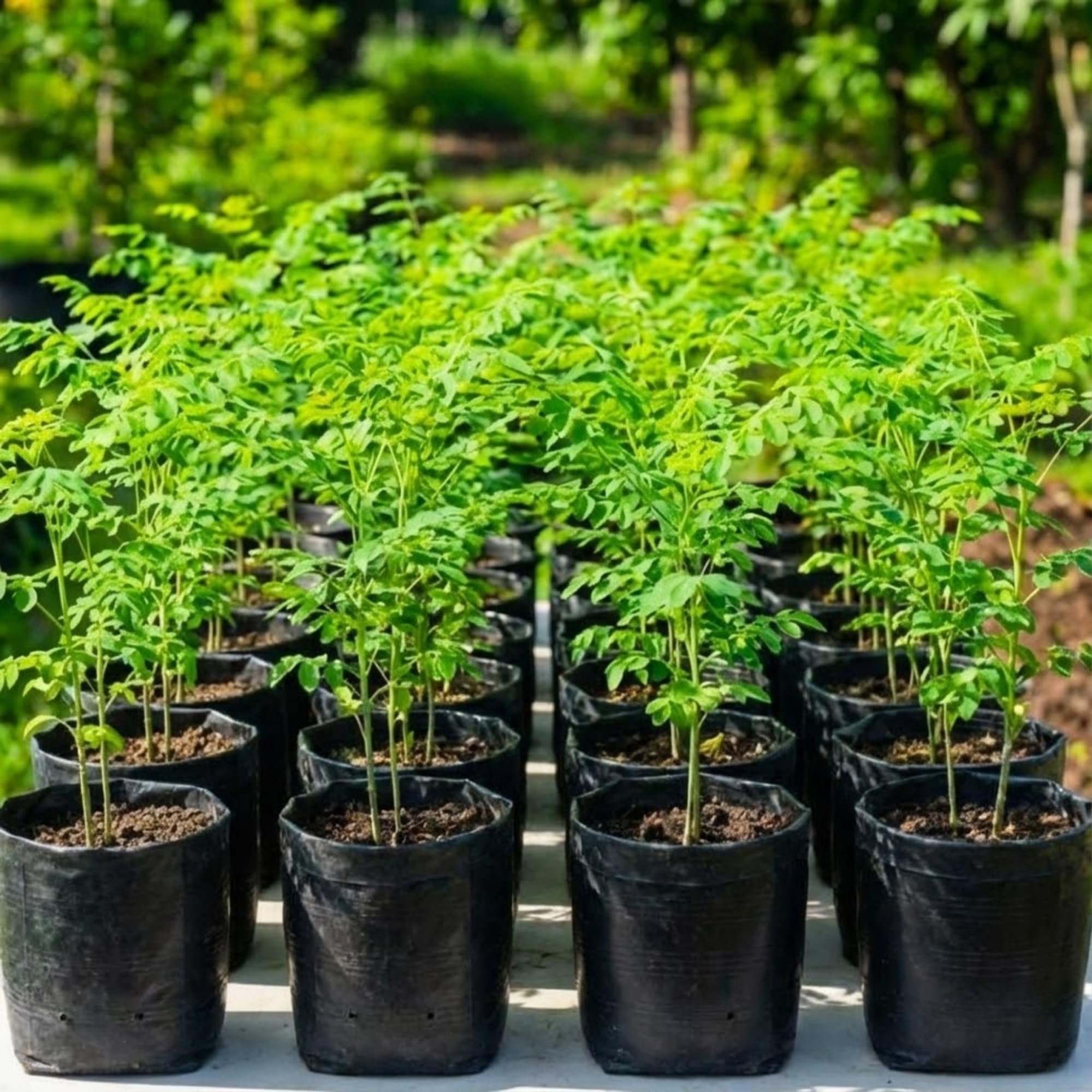 Live Malunggay Moringa Plants in One Pot for Planting, Oleifera Drumstick Horseradish Plants Live, 6 to 8 Inc Tall, Well-Rooted