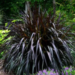 Pack 2 Grass Plants Live for Growing, Ornamental Grasses Live Plants Perennial 5-9 Inch Tall (Mixed Grass Plants)