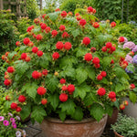 Thimbleberry Raspberry Plant, Sweet Raspberry Bush Live Plant, 6-12'' Heights, Raspberries Fruit Well Rooted for Outdoor Planting